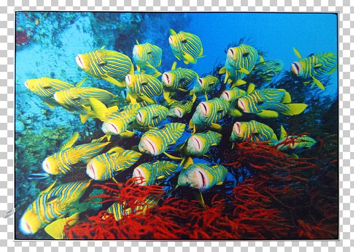 Coral Reef Fish Ecosystem Aquarium Marine Biology PNG, Clipart,  Free PNG Download