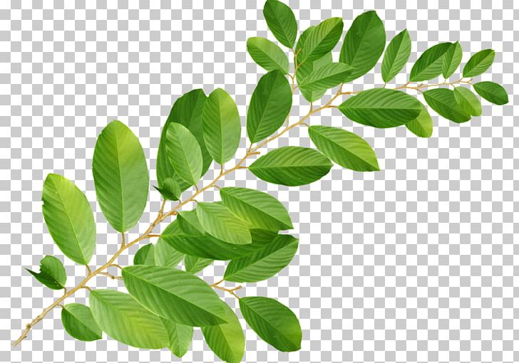 Information PNG, Clipart, Bit, Blog, Branch, Herb, Herbalism Free PNG Download