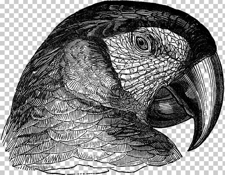 Owl Parrot Beak Drawing /m/02csf PNG, Clipart, Animals, Beak, Bird, Bird Of Prey, Black And White Free PNG Download