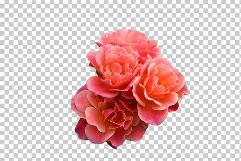 Garden Roses PNG, Clipart, Artificial Flower, Cabbage Rose, Carnation, Cut Flowers, Floribunda Free PNG Download