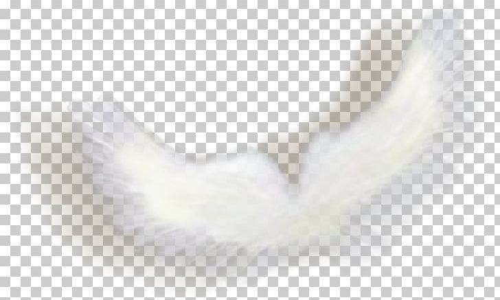 Angel Photography Frames PNG, Clipart, Angel, Angel Wings, Author, Beak, Closeup Free PNG Download