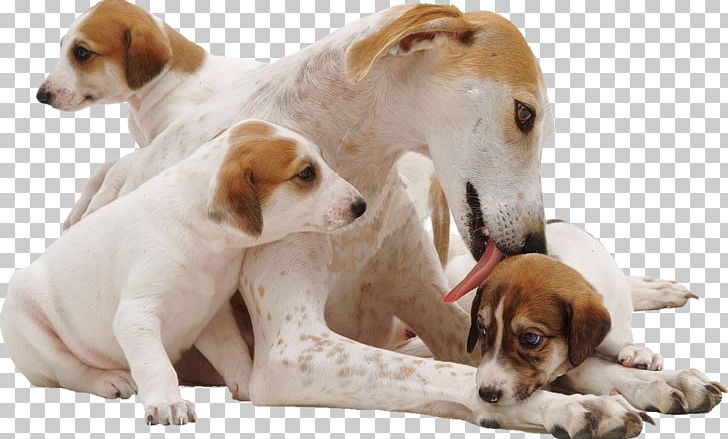 English Foxhound Beagle American Foxhound Jack Russell Terrier Lurcher PNG, Clipart, American Foxhound, Animals, Beagle, Bitch, Border Collie Free PNG Download