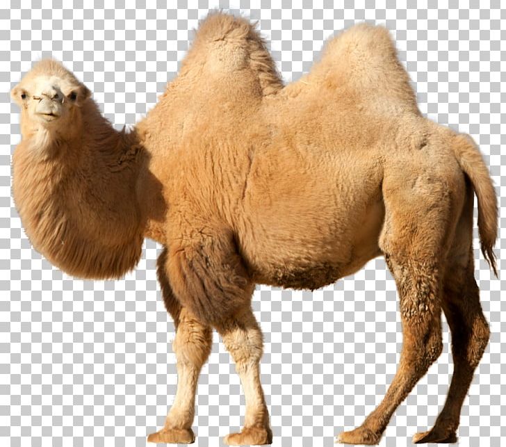 Bactrian Camel Dromedary Computer Icons PNG, Clipart, Arabian Camel, Bactrian Camel, Camel, Camel Like Mammal, Camels Free PNG Download