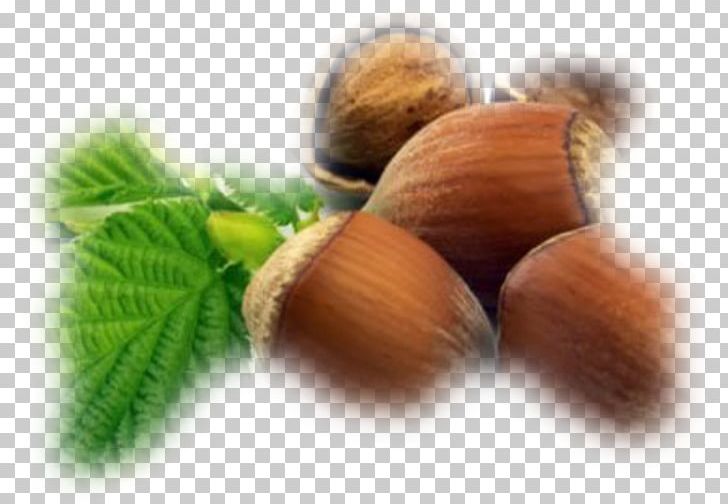 Hazelnut Common Hazel English Walnut Auglis PNG, Clipart, Almond Oil, Auglis, Chocolate, Common Hazel, Crop Yield Free PNG Download