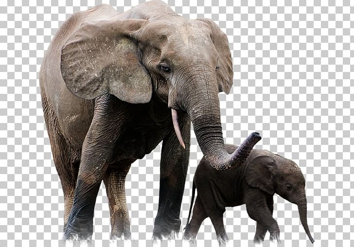 Lion African Forest Elephant Leopard Giraffe PNG, Clipart, Animal, Animal Attacks, Animals, Asian Elephant, Elephant Free PNG Download