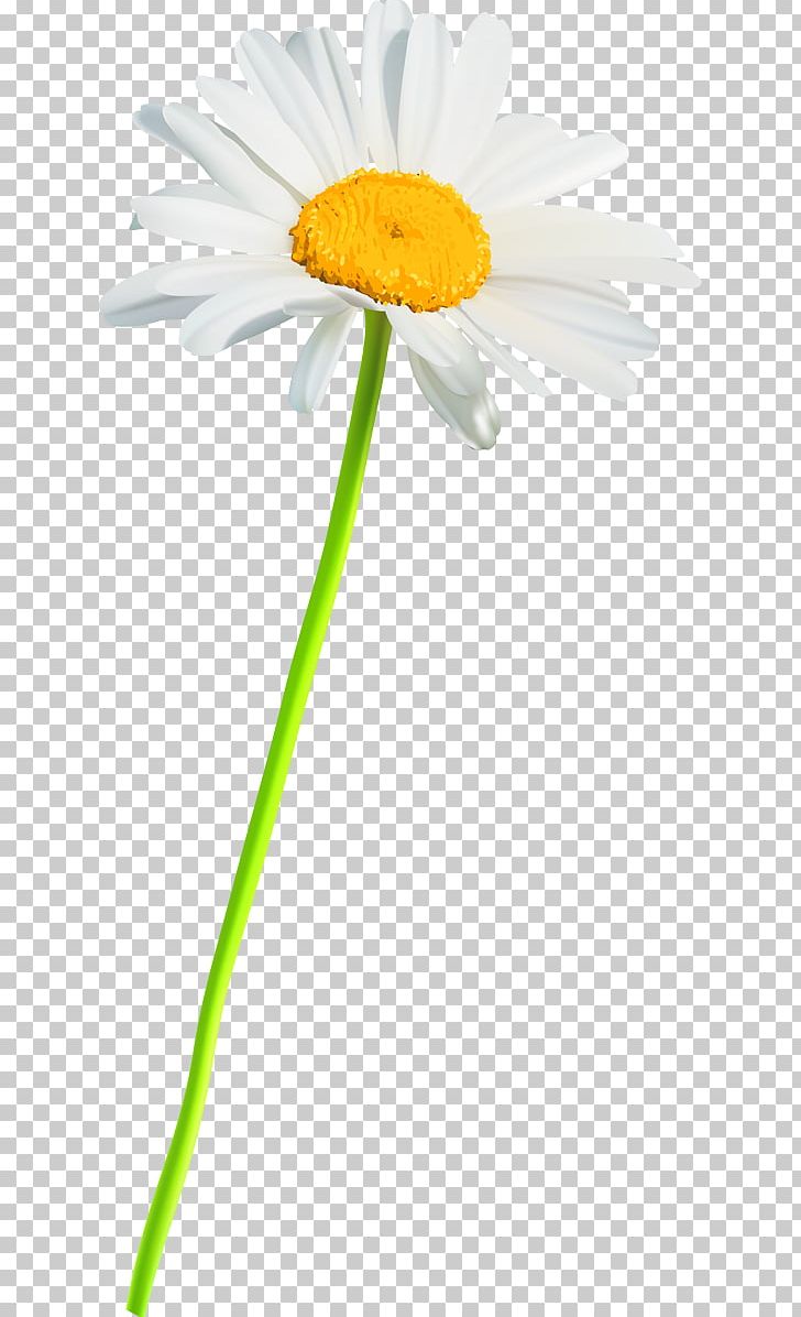 Oxeye Daisy German Chamomile Cut Flowers Roman Chamomile Transvaal Daisy PNG, Clipart, Advertising, Camomile, Chamaemelum, Chamaemelum Nobile, Cut Flowers Free PNG Download