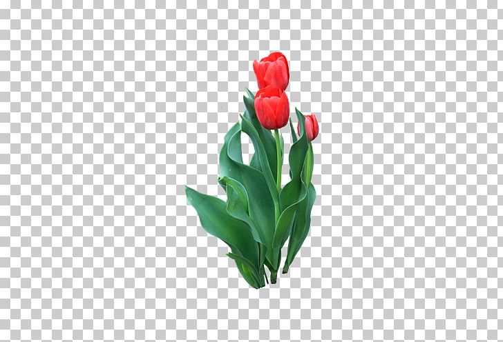 Tulip Flower Red Icon PNG, Clipart, Computer Wallpaper, Cut Flowers, Download, Floral Design, Floristry Free PNG Download