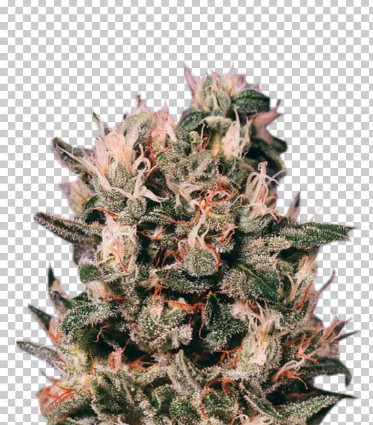 Euphoria Cannabis Skunk Seed Bank PNG, Clipart, Animals, Autoflowering Cannabis, Cannabis, Cannabis Cultivation, Cannabis Sativa Free PNG Download