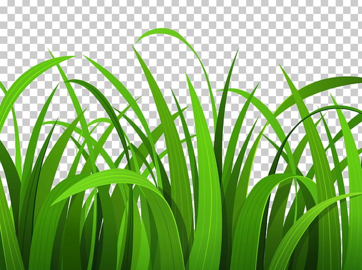 Free Content PNG, Clipart, Blog, Cliparts Grass Border, Computer Wallpaper, Download, Facebook Free PNG Download