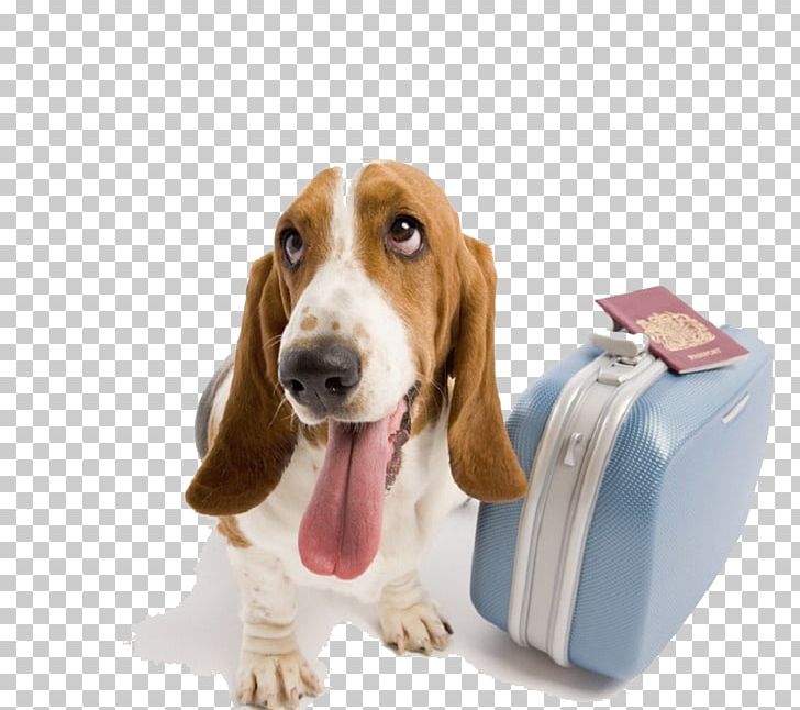 Basset Hound St. Bernard German Shepherd Labrador Retriever Dog Daycare PNG, Clipart, Bass, Basset Artesien Normand, Companion Dog, Dog, Dog Breed Free PNG Download