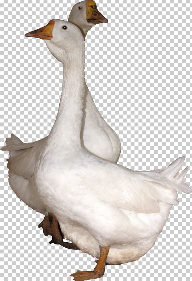 Goose Duck PNG, Clipart, Animals, Beak, Bird, Computer Icons, Download Free PNG Download
