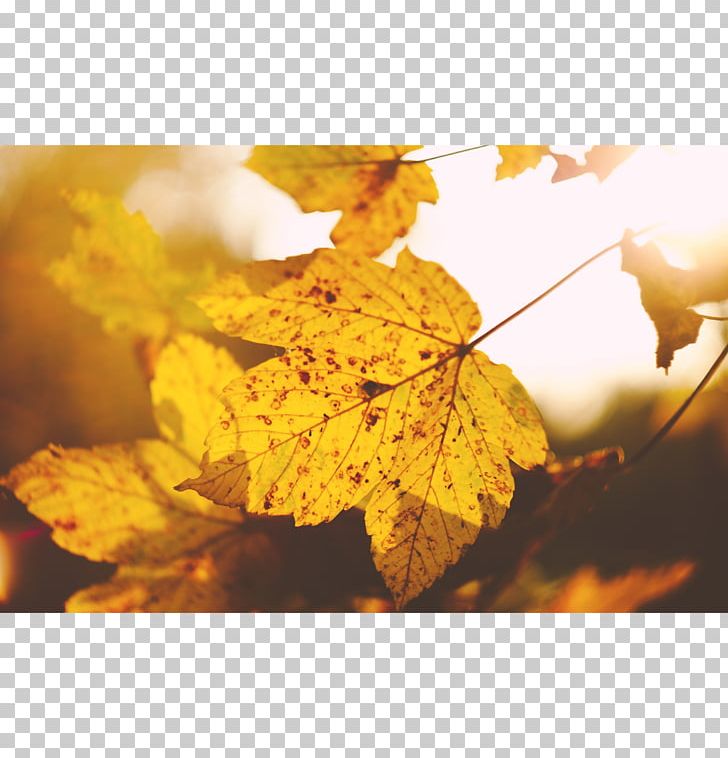 Maple Leaf Autumn Tree PNG, Clipart, Autumn, Autumn Leaf Color, Computer Wallpaper, Deciduous, Glass Design Free PNG Download