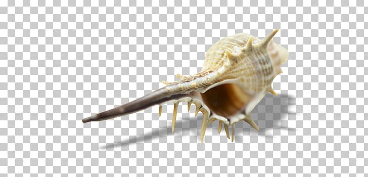 TIFF Computer File PNG, Clipart, Advertising, Cartoon Conch, Conch, Conch Pictures, Conchs Free PNG Download