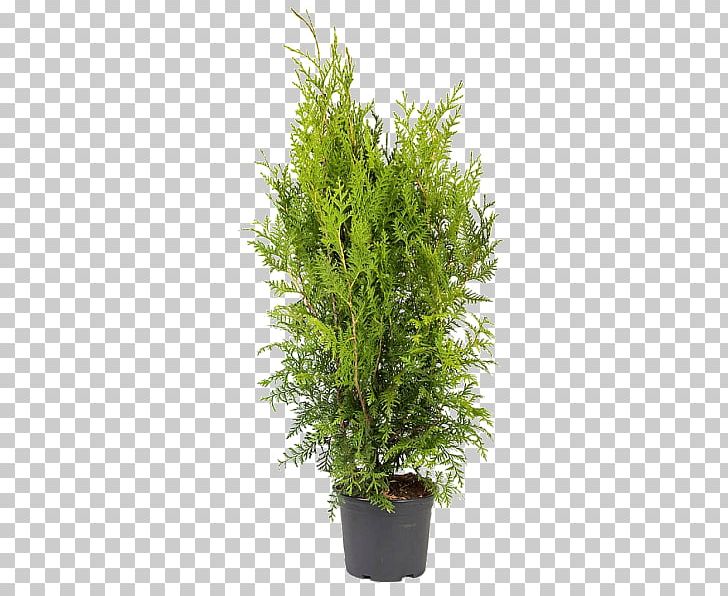 Arborvitae Conifers Chamaecyparis Lawsoniana Ornamental Plant False Cypress PNG, Clipart, Arborvitae, Chamaecyparis Lawsoniana, Conifer, Conifer Cone, Conifers Free PNG Download