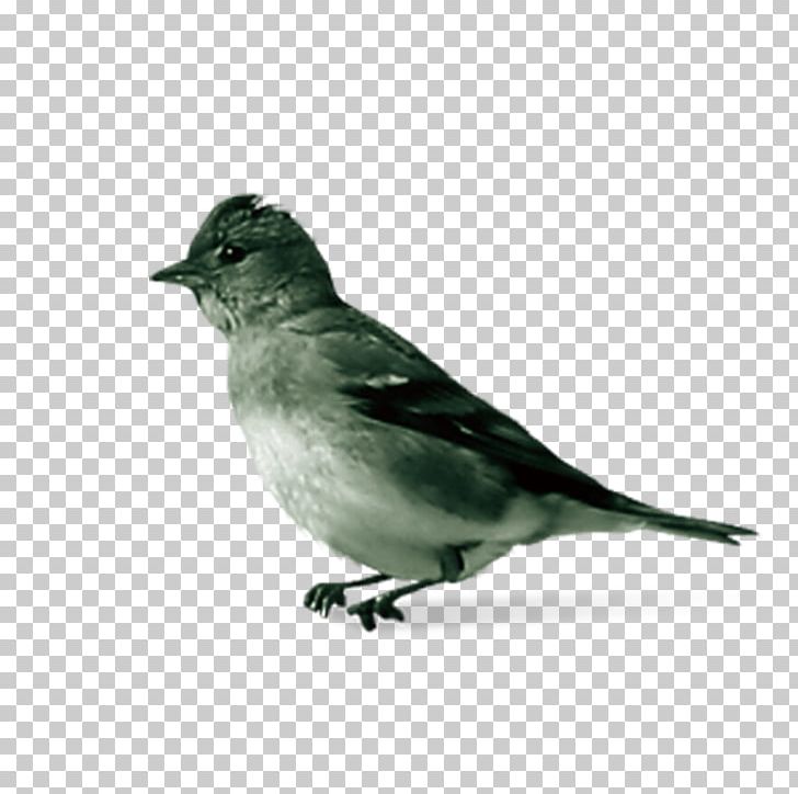 House Sparrow Bird PNG, Clipart, Adobe Illustrator, Animals, Beak, Bird, Black And White Free PNG Download