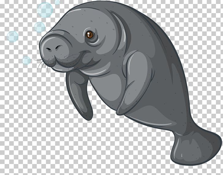 Sea Cows Steller's Sea Cow Dugong PNG, Clipart, Aquatic Animal, Beak, Carnivoran, Cartoon, Drawing Free PNG Download
