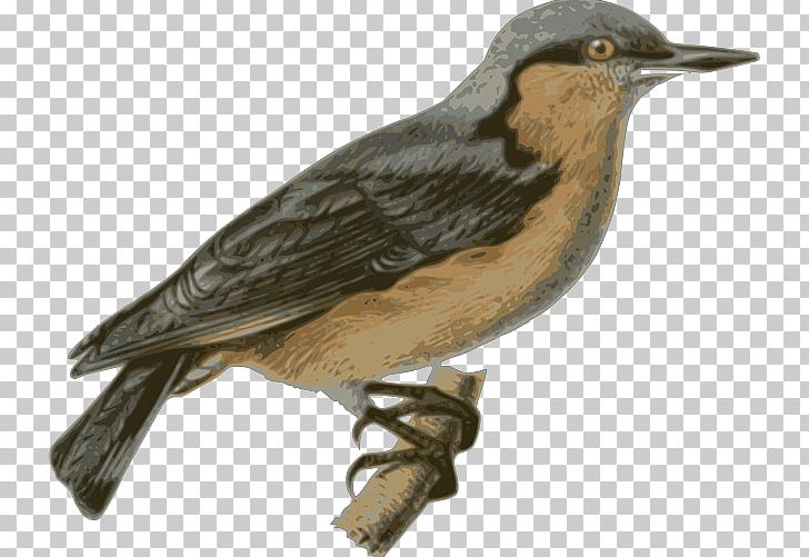 Bird Parrot Eurasian Nuthatch PNG, Clipart, Animals, Beak, Bird, Drawing, Eurasian Nuthatch Free PNG Download