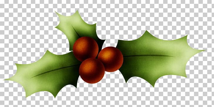 Holly Christmas PNG, Clipart, Aquifoliaceae, Aquifoliales, Christmas, Computer Icons, Computer Wallpaper Free PNG Download