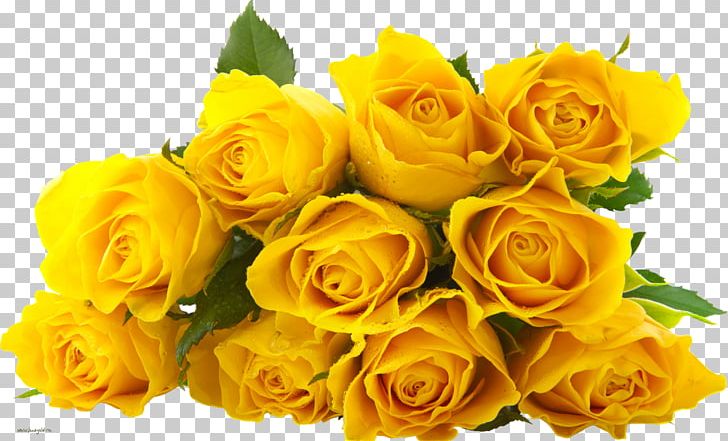 Rose Flower Yellow PNG, Clipart, Austrian Briar, Cut, Desktop Wallpaper, Floral Design, Floribunda Free PNG Download