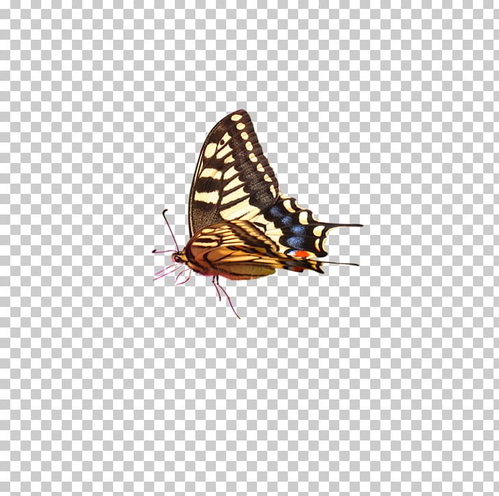 Computer Graphics PNG, Clipart, Arthropod, Blue, Blue Butterfly, Brush Footed Butterfly, Butterflies Free PNG Download
