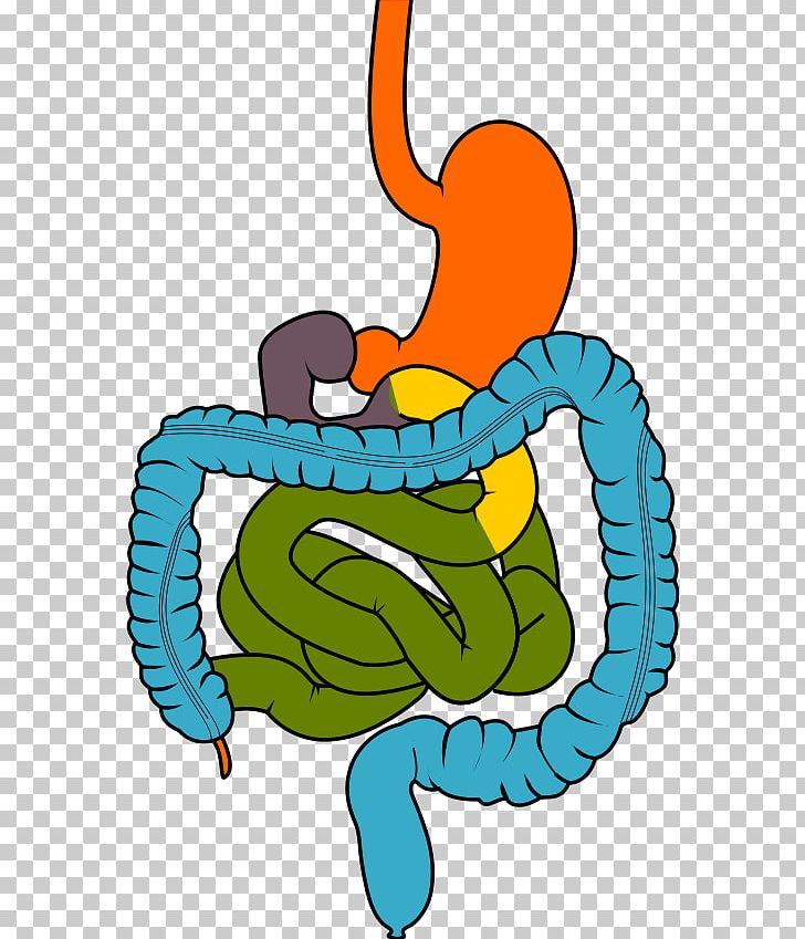 Gastrointestinal Tract Digestion Gastrointestinal Disease Human Digestive System PNG, Clipart, Artwork, Desktop Wallpaper, Digestion, Fictional Character, Gastroenterology Free PNG Download