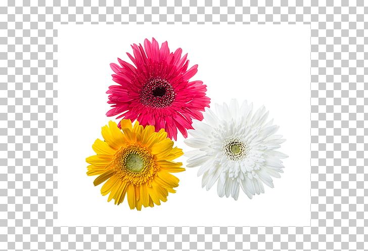 Transvaal Daisy Cut Flowers Chrysanthemum Petal PNG, Clipart, Annual Plant, Aster, Chrysanthemum, Chrysanths, Cut Flowers Free PNG Download