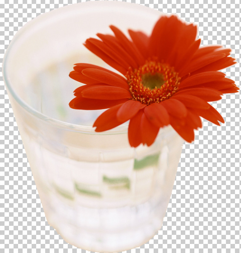 吉田薬品 Transvaal Daisy Board Health Tableware PNG, Clipart, Board, Cut Flowers, Flowerpot, Glass, Health Free PNG Download