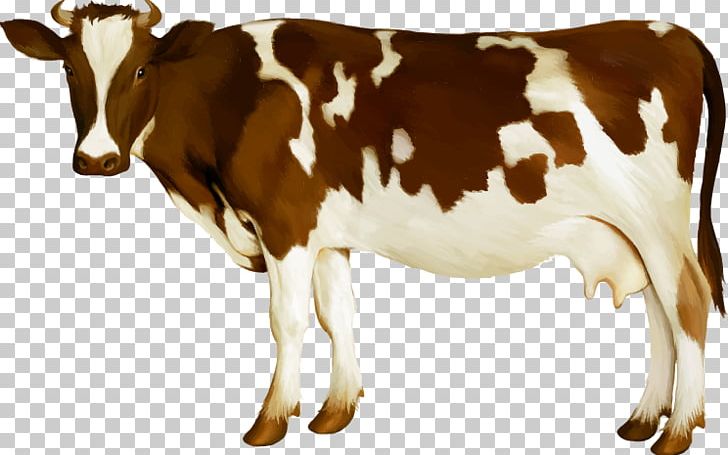 Holstein Friesian Cattle Simmental Cattle Calf Dairy Cattle Udder PNG, Clipart, Animal, Animals, Brute, Bull, Cattle Free PNG Download