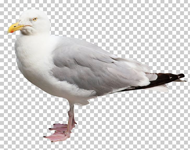 Homing Pigeon European Herring Gull Columbidae Bird PNG, Clipart, Animal, Animals, Background White, Bird, Black White Free PNG Download