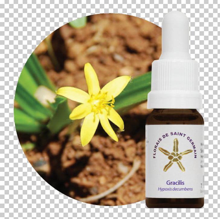 Bach Flower Remedies Solidago Microglossa Depression Panic Florais De Saint Germain PNG, Clipart, Bach Flower Remedies, Begonia, Count Of St Germain, Depression, Essential Oil Free PNG Download