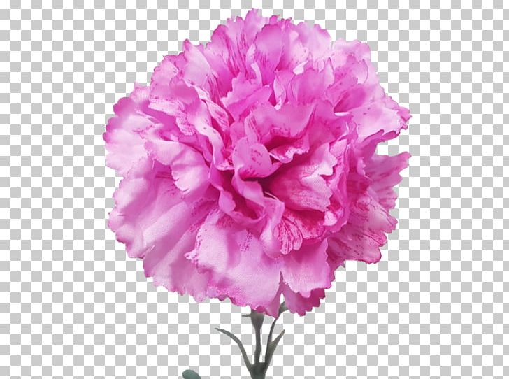 Carnation Cut Flowers Plant Violet PNG, Clipart, Carnation, Cut Flowers, Dianthus, Flower, Flowering Plant Free PNG Download