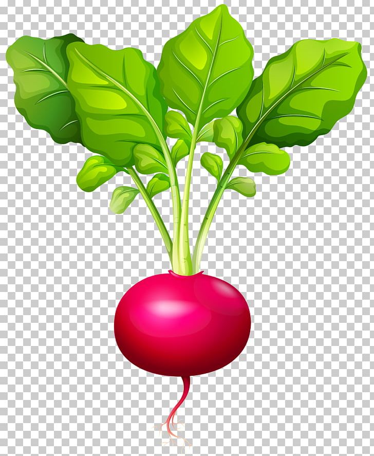 Daikon Root Vegetables PNG, Clipart, Beet, Beetroot, Carrot, Daikon, Food Free PNG Download