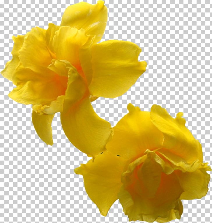 Flower Photography Daffodil PNG, Clipart, Amaryllis Family, Cut Flowers, Daffodil, Download, Encapsulated Postscript Free PNG Download