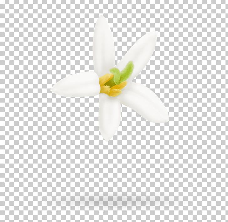 Moth Orchids Snowdrop Close-up PNG, Clipart, Close Up, Closeup, Flower, Flowering Plant, Galanthus Free PNG Download