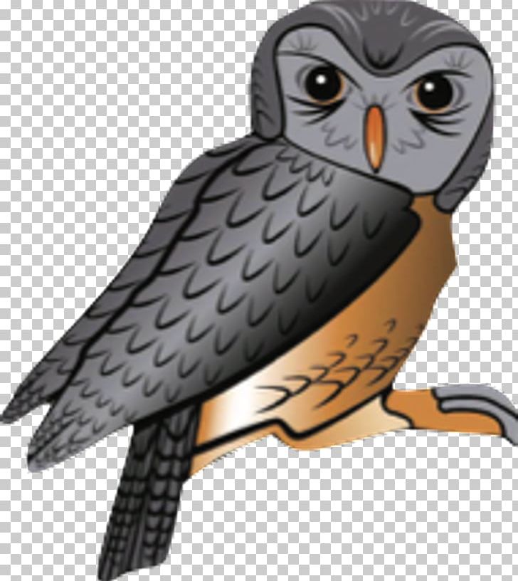 Owl Hawk Falcon Beak PNG, Clipart, Animals, Beak, Bird, Bird Of Prey, Falcon Free PNG Download
