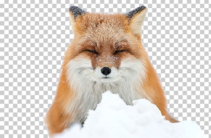 Arctic Fox Red Fox Winter PNG, Clipart, Animal, Animals, Arctic, Arctic Fox, Carnivoran Free PNG Download