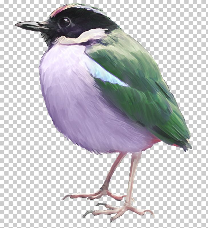 Bird Photography Feather PNG, Clipart, 11 Birds, Animals, Beak, Bird, Desktop Wallpaper Free PNG Download