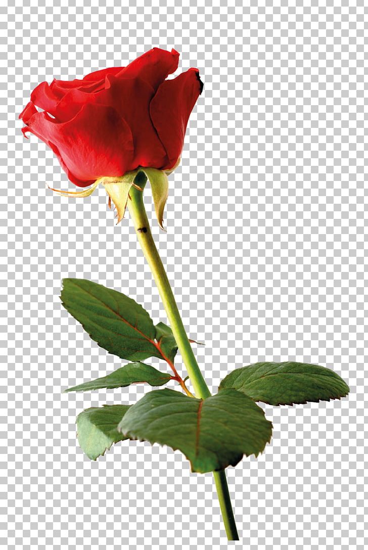 Wedding Invitation Rose Greeting Card Flower Petal PNG, Clipart, Bud, China Rose, Cut Flowers, Floribunda, Flower Free PNG Download
