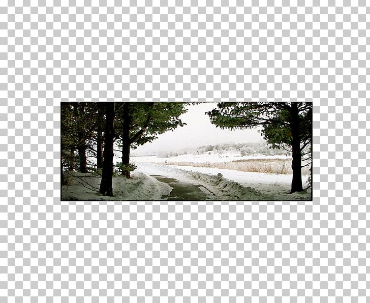 Big O Art Tree Sorting Algorithm Snow PNG, Clipart, Art, Aspen, Big O Art, Canvas Texture, Colorado Free PNG Download
