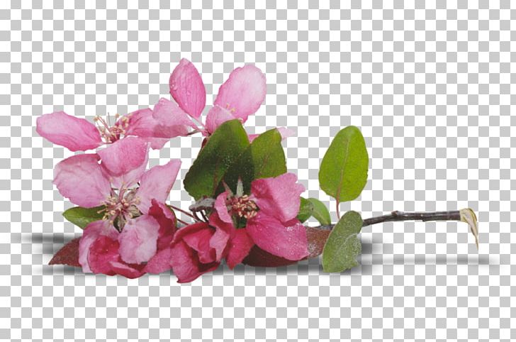 Floral Design Cut Flowers Blossom PNG, Clipart, Blossom, Branch, Cut Flowers, Floral Design, Floristry Free PNG Download