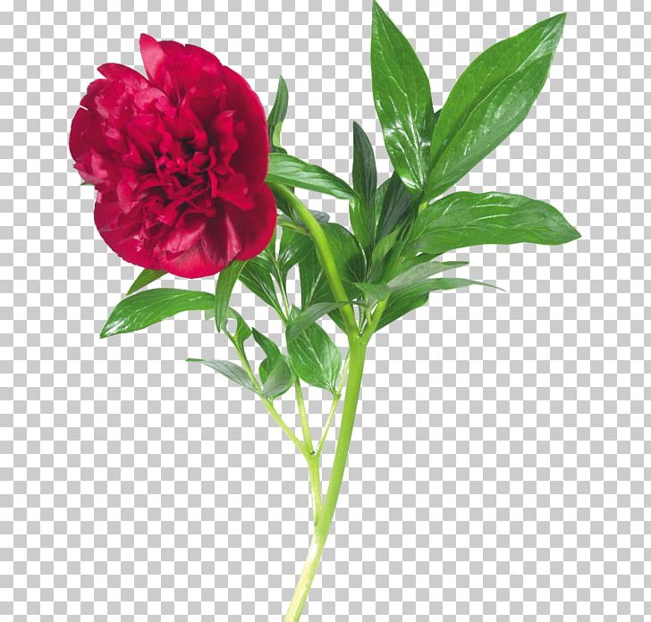 Flower Peony PNG, Clipart, Annual Plant, Blog, Carnation, Clip Art, Cut Flowers Free PNG Download