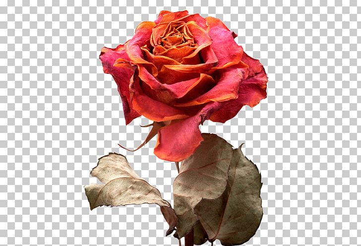 Garden Roses Cabbage Rose Floribunda Petal Flower Bouquet PNG, Clipart, Cut Flowers, English Roses, Floribunda, Flower, Flower Bouquet Free PNG Download
