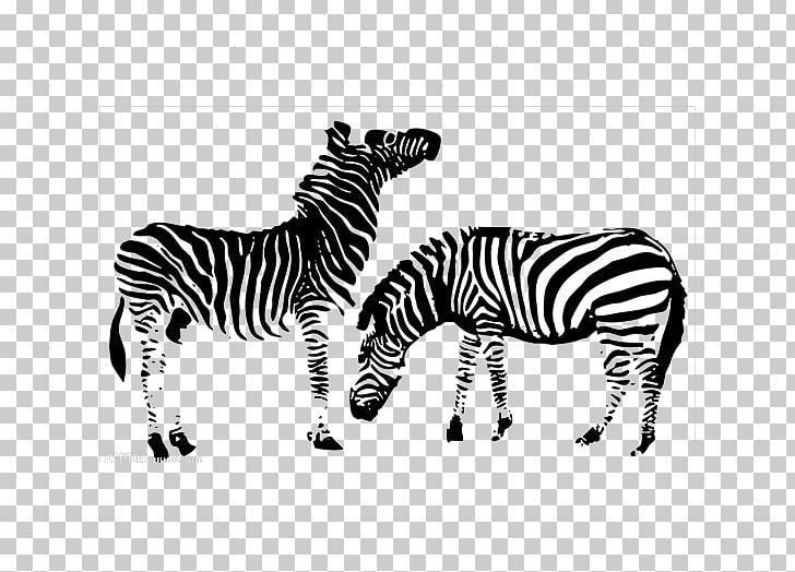 Horse Zebra Zebroid PNG, Clipart, Animal, Animals, Black, Black And White, Cartoon Zebra Free PNG Download