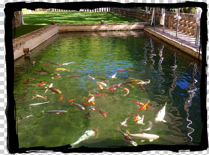 Koi Fish Pond Water Resources Water Feature PNG, Clipart, Fish, Fish Pond, Koi, Nature, Pond Free PNG Download