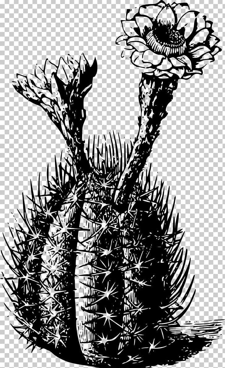 Cactaceae Plant Thorns PNG, Clipart, Black And White, Branch, Cactaceae, Cactus, Flora Free PNG Download