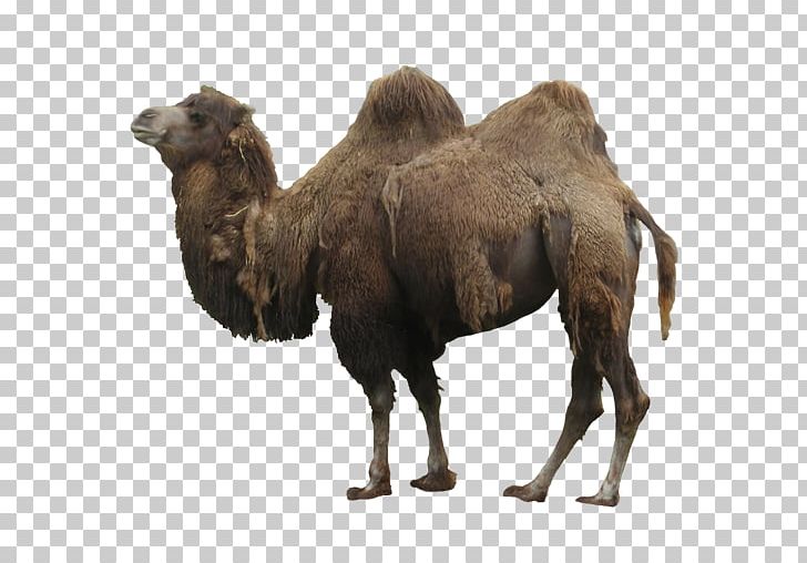 Dromedary Computer Icons Camel Wildlife PNG, Clipart, Apk, Arabian Camel, Big Cat, Camel, Camel Like Mammal Free PNG Download
