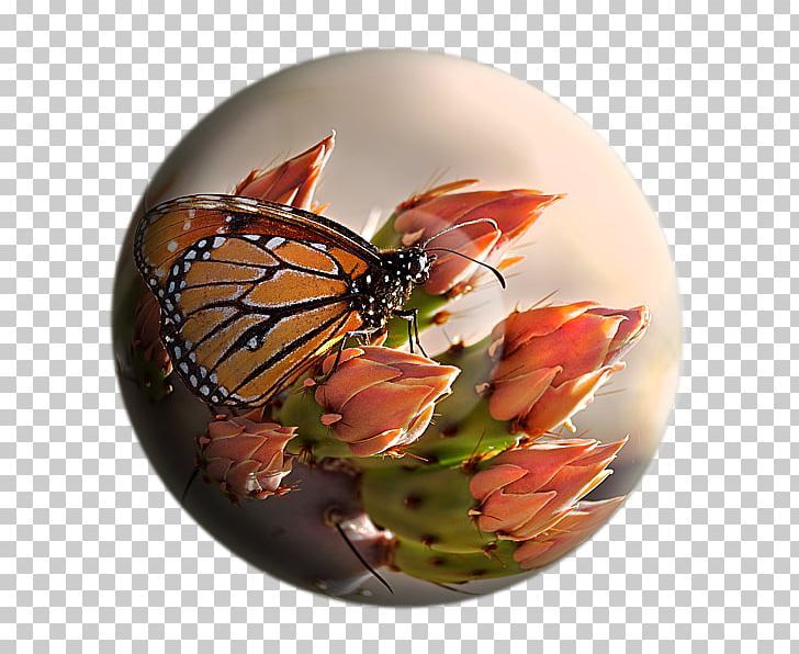 Monarch Butterfly Brush-footed Butterflies Tiger Milkweed Butterflies PNG, Clipart, Arthropod, Brush Footed Butterfly, Butterfly, Dishware, Flower Free PNG Download