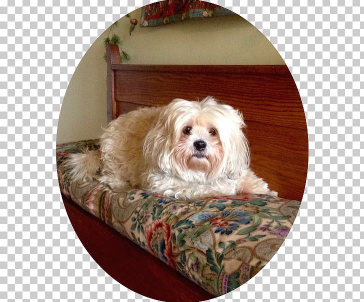 Morkie Cavapoo Lhasa Apso Cockapoo Schnoodle PNG, Clipart, Animals, Bed, Breed, Carnivoran, Cavachon Free PNG Download