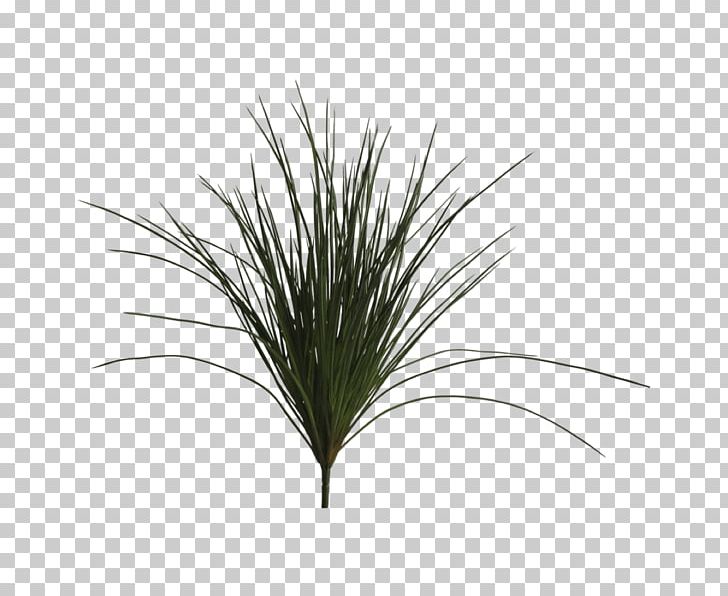 Plant Stem Flower Abigail Ahern Home PNG, Clipart, Abigail Ahern, Arecales, Bedroom, Branch, Fern Free PNG Download