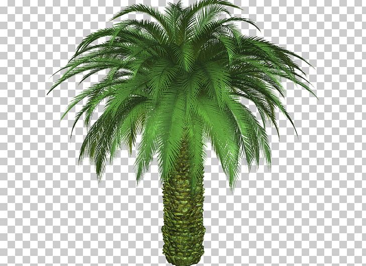 Date Palm Sabal Palm California Palm Tree Mexican Fan Palm PNG, Clipart, Arecaceae, Arecales, Attalea Speciosa, Coconut, Coryphoideae Free PNG Download